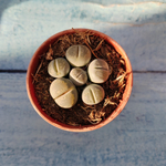 Lithops sp. (Литопсы)