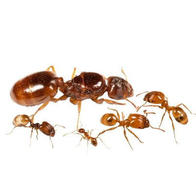 Муравьи Pheidole pallidula