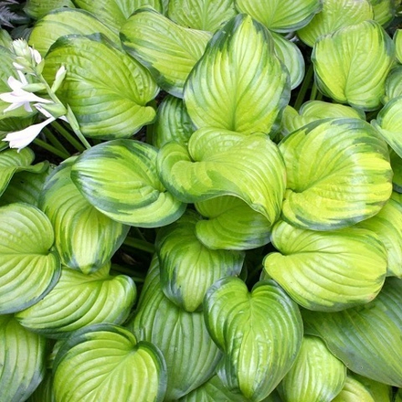 Хоста гибридная Guacamole