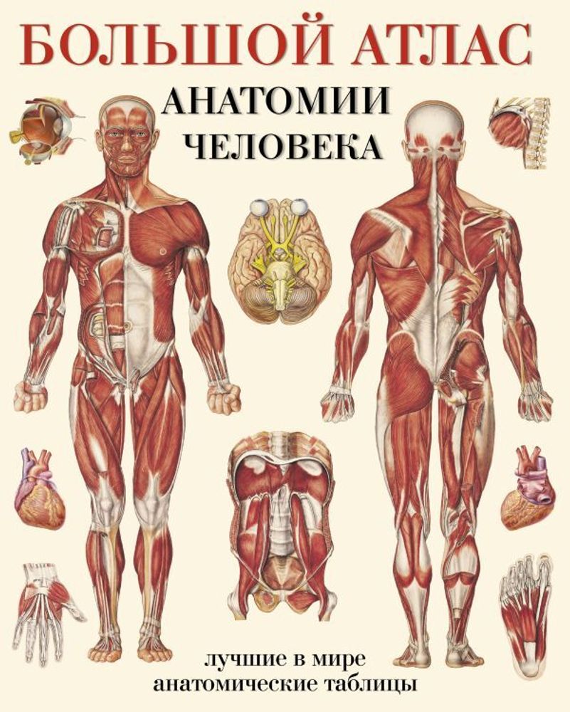 &quot;Большой атлас анатомии человека&quot; Махиянова Е.
