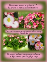 Бегония Амбассадор вечноцветущая биколор