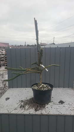 Ель Энгельмана Снейк С12л (80-90см) Закупка М35 наличие 2026