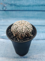 Astrophytum Asterias (Астрофитум)