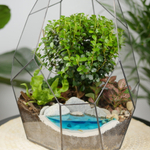 Готовый флорариум бонсай Мирсина Айсберг с озером