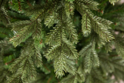 Ель Шервуд Премиум 260см зеленая Triumph Tree