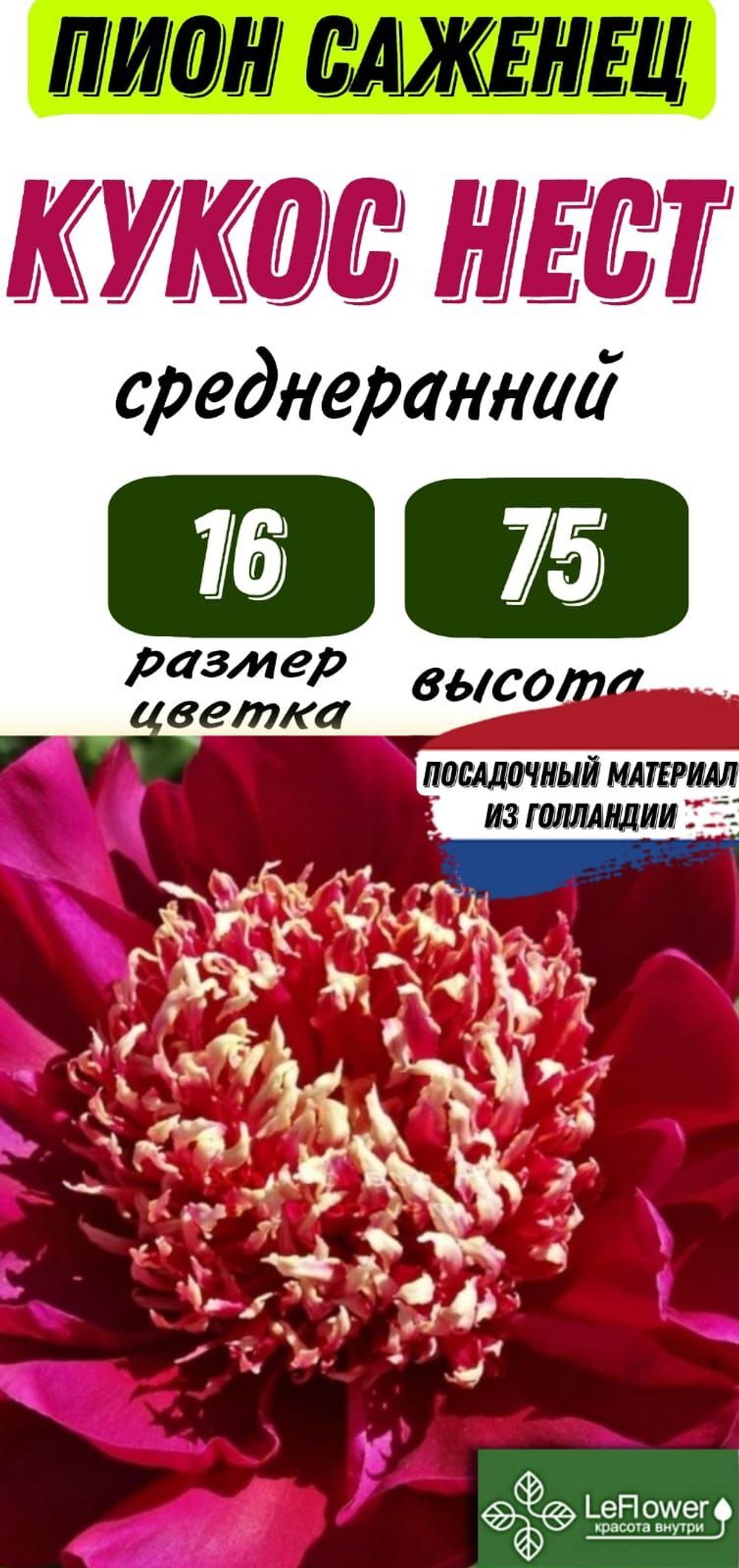 Пион Саженец, Куккос Нест, 1шт