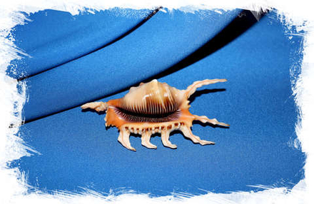 Ламбис скорпиус (Lambis scorpius), 14см, с крышечкой
