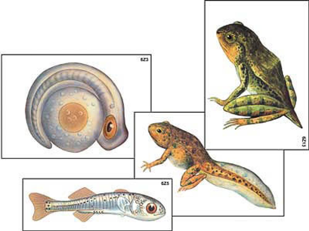 Модель-аппликация Развитие костной рыбы и лягушки