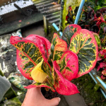 Кротон SAP SOMBOON