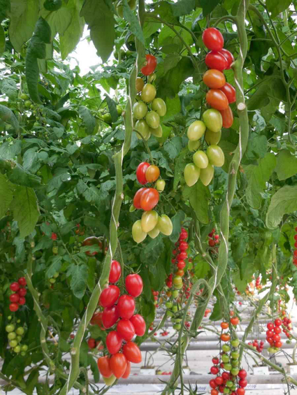 Брамос F1 семена томата индетерминантного (Гавриш) – фото 6