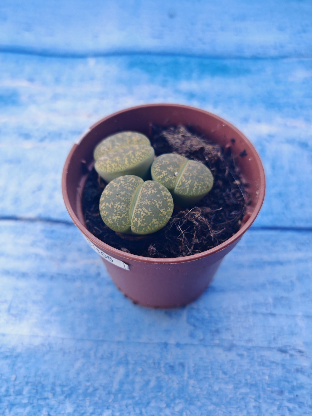 Lithops sp. (Литопсы)