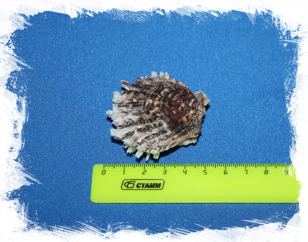 Spondylus sinensis, Китайский спондилус, Спондилус синенсис