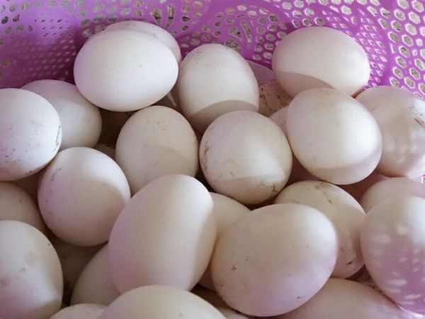 Как вывести цыплят в инкубаторе: отбор и подготовка яиц к инкубированию