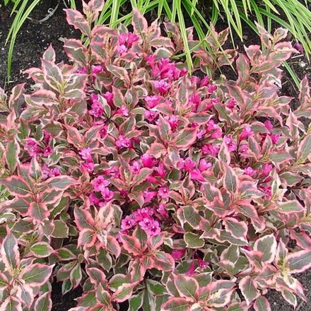 Вейгела All Summer Monet