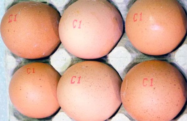 Как читать маркировку на яйцах и определить их свежесть
