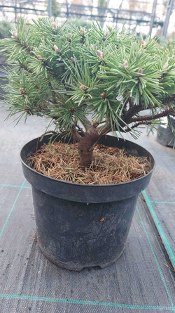 Cосна pinus mugo Benjamin