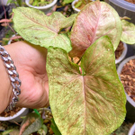 Сингониум GREEN ROOIBOS