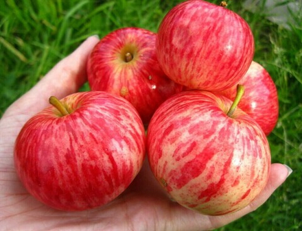 Саженец яблони «Толунай» (Летне-осенняя, Десертная, Полосатая)