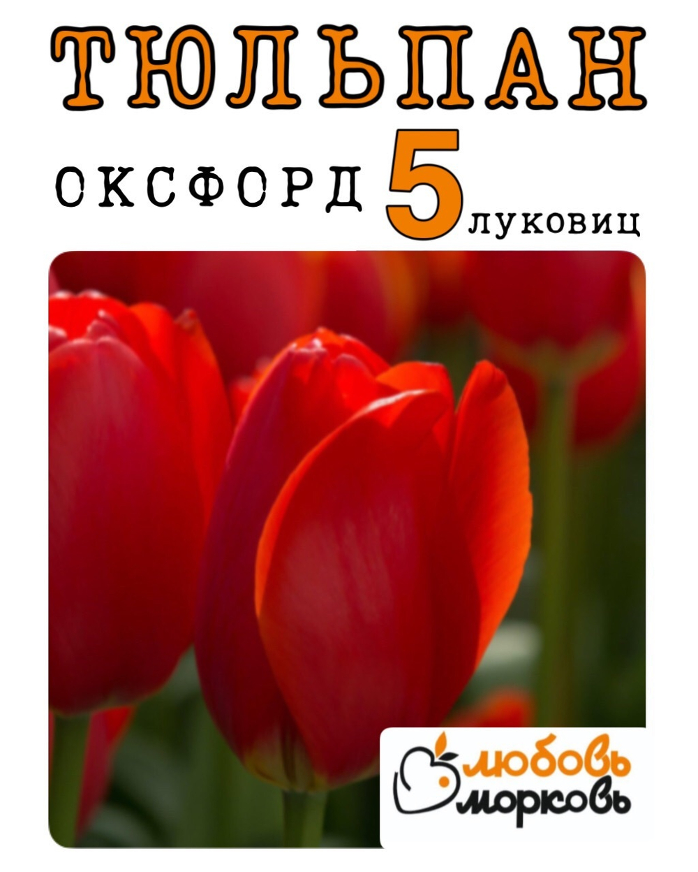Тюльпан Луковица, Оксфорд, 5шт (Любовь Морковь)