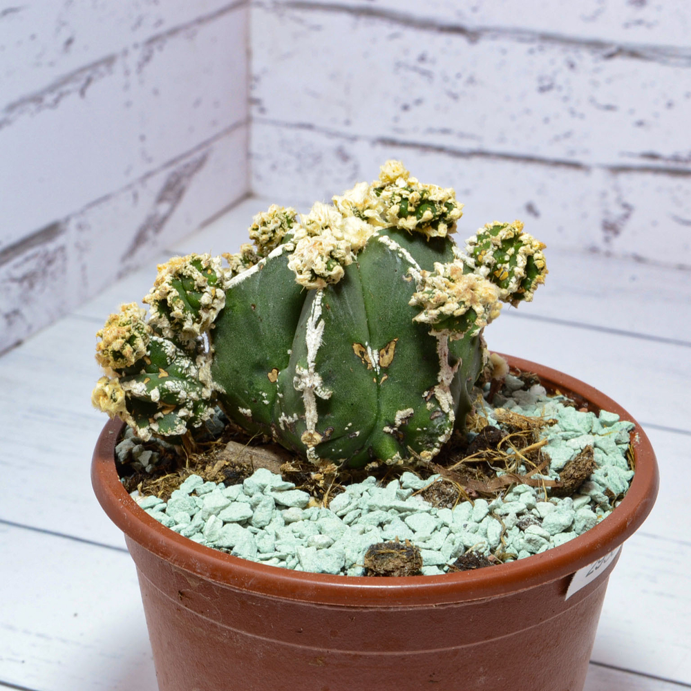 Astrophytum Myriostigma Hakujo Fukuryu (sct29585)