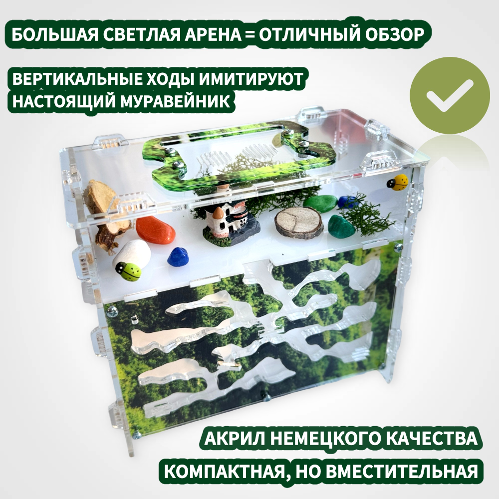 Формикарий «Горный мох» с муравьями в подарок