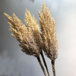 Пампасная трава 90 см, бежевая
