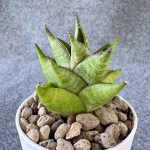 Сансевиерия OLYMPUS