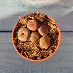 Lithops sp. (Литопсы)