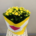 Каланхое каландива