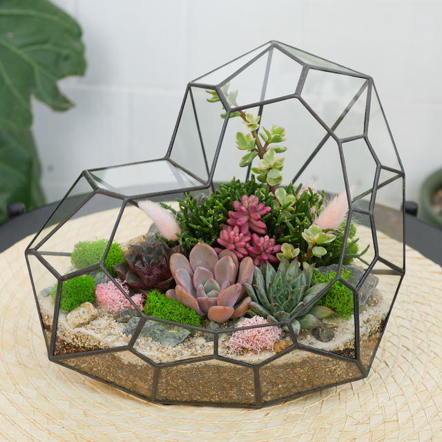 Готовый флорариум с суккулентами Сердце Венеры