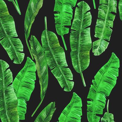 Тропические листья бананового дерева