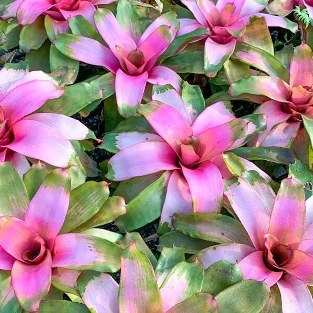 Неорегелия MICHI