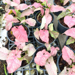 Сингониум VENOM