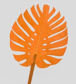 TR 606L Монстера