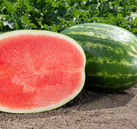 Каристан F1 семена арбуза – фото 3