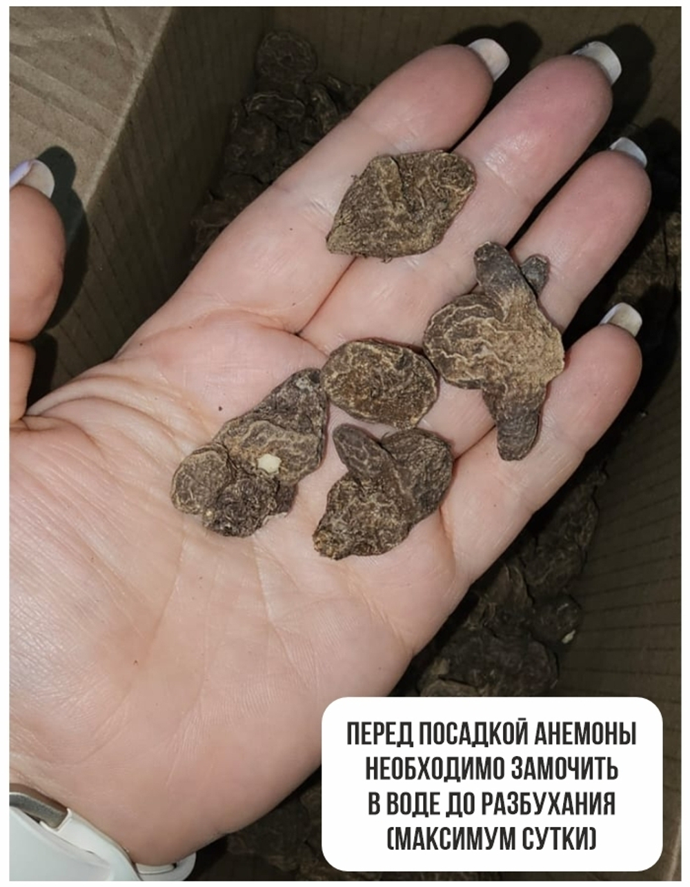 Анемона луковица, микс сорта 1 штука