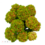 Меджикал Грин Делайт ("Magical Green Delight") НОВИНКА Р9