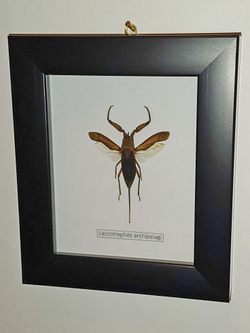 Клоп Laccotrephes в рамке
