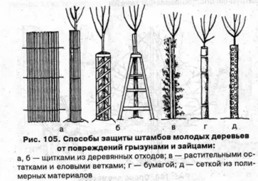 Как защитить сад от мышей и зайцев весной: осматриваем штамбы и ставим защиту