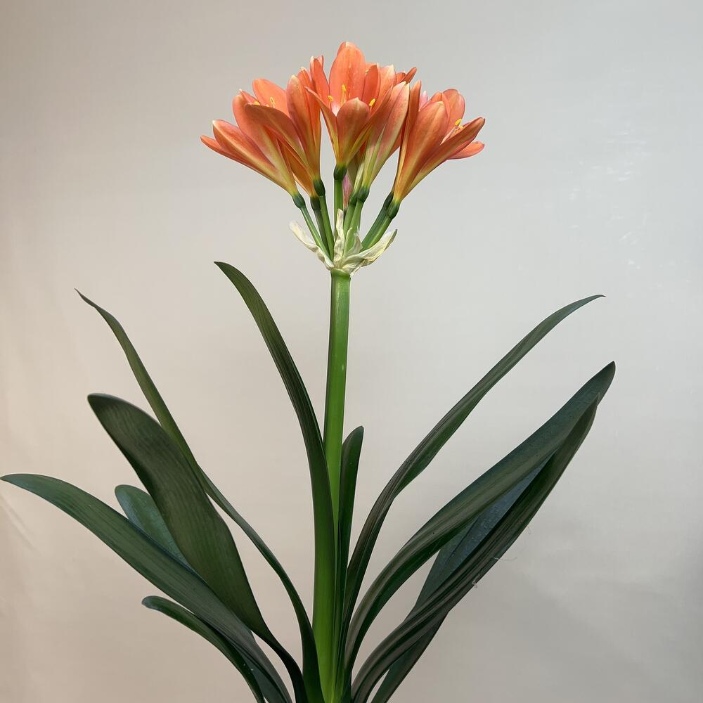Кливия киноварная (Clivia miniata)