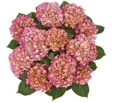 Гортензия крупнолистная (Macrophylla) Saxon Grafin Cosel Purple 9 шт.