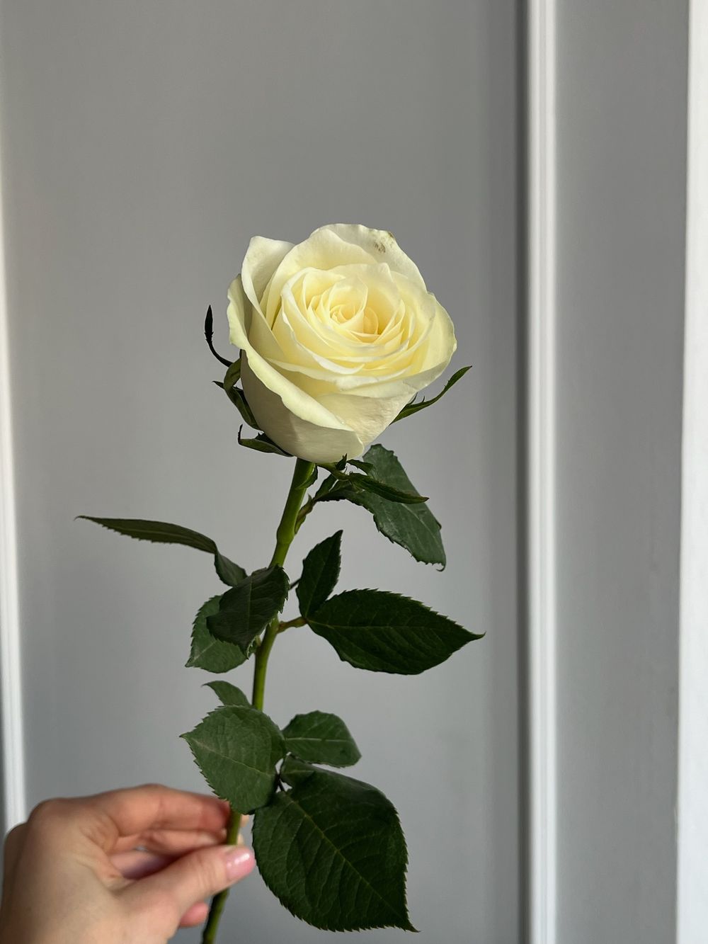 Роза белая (50см) АКЦИЯ