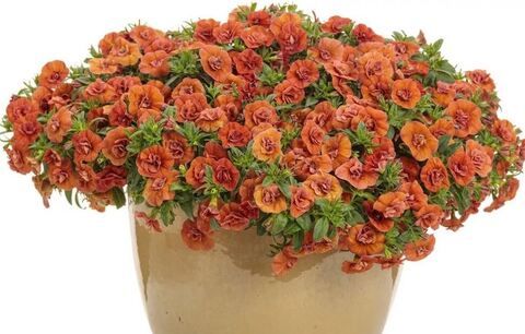 Калибрахоа Минифамоуз Уно Дабл Оранж Флейм