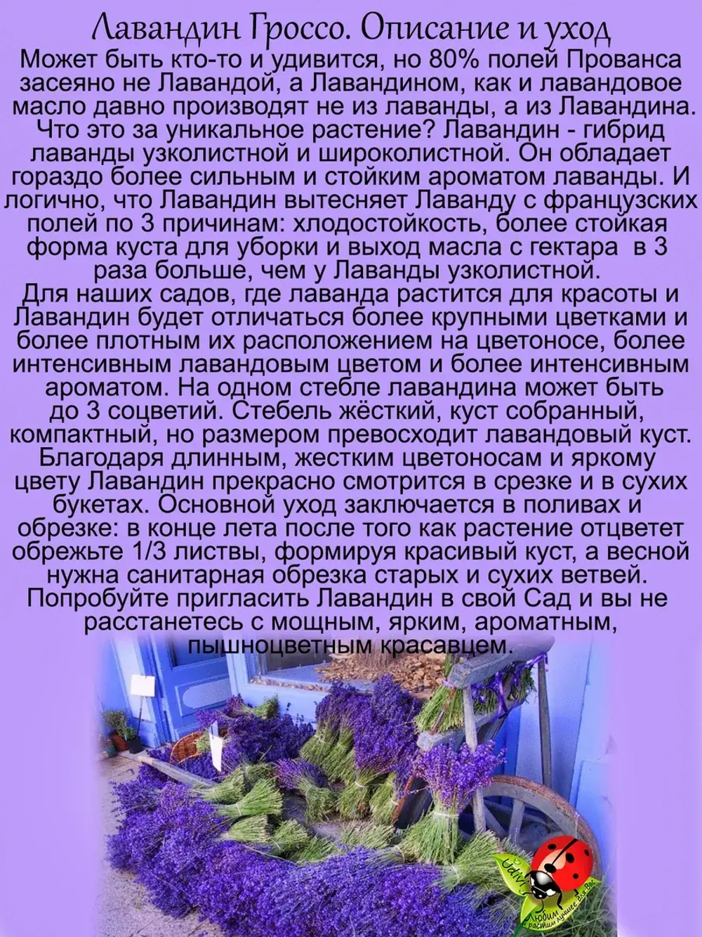 Лавандин Гроссо гибрид лаванды