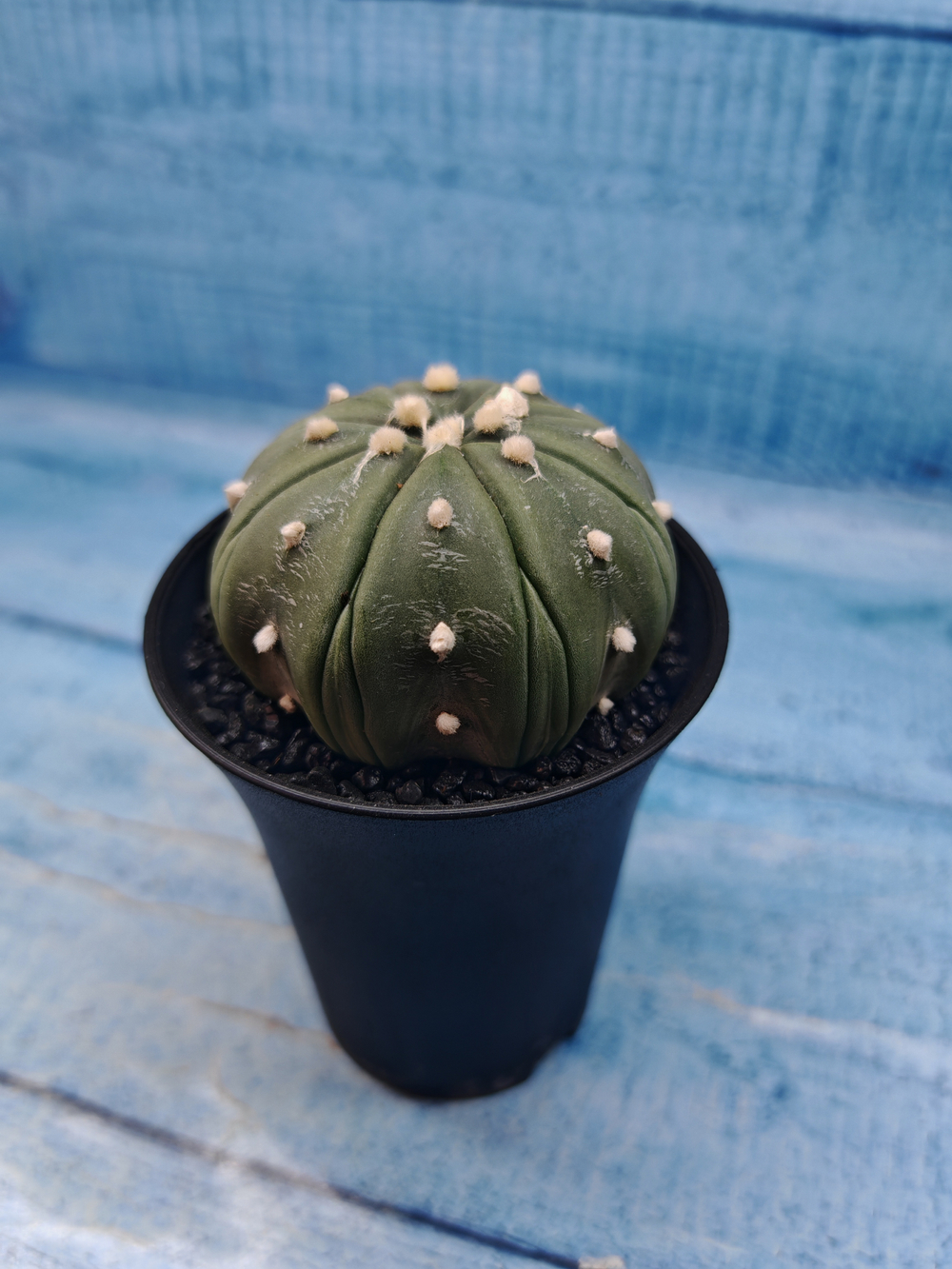 Astrophytum Asterias (Астрофитум)