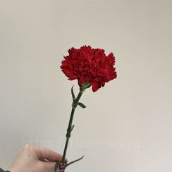 Гвоздика красная