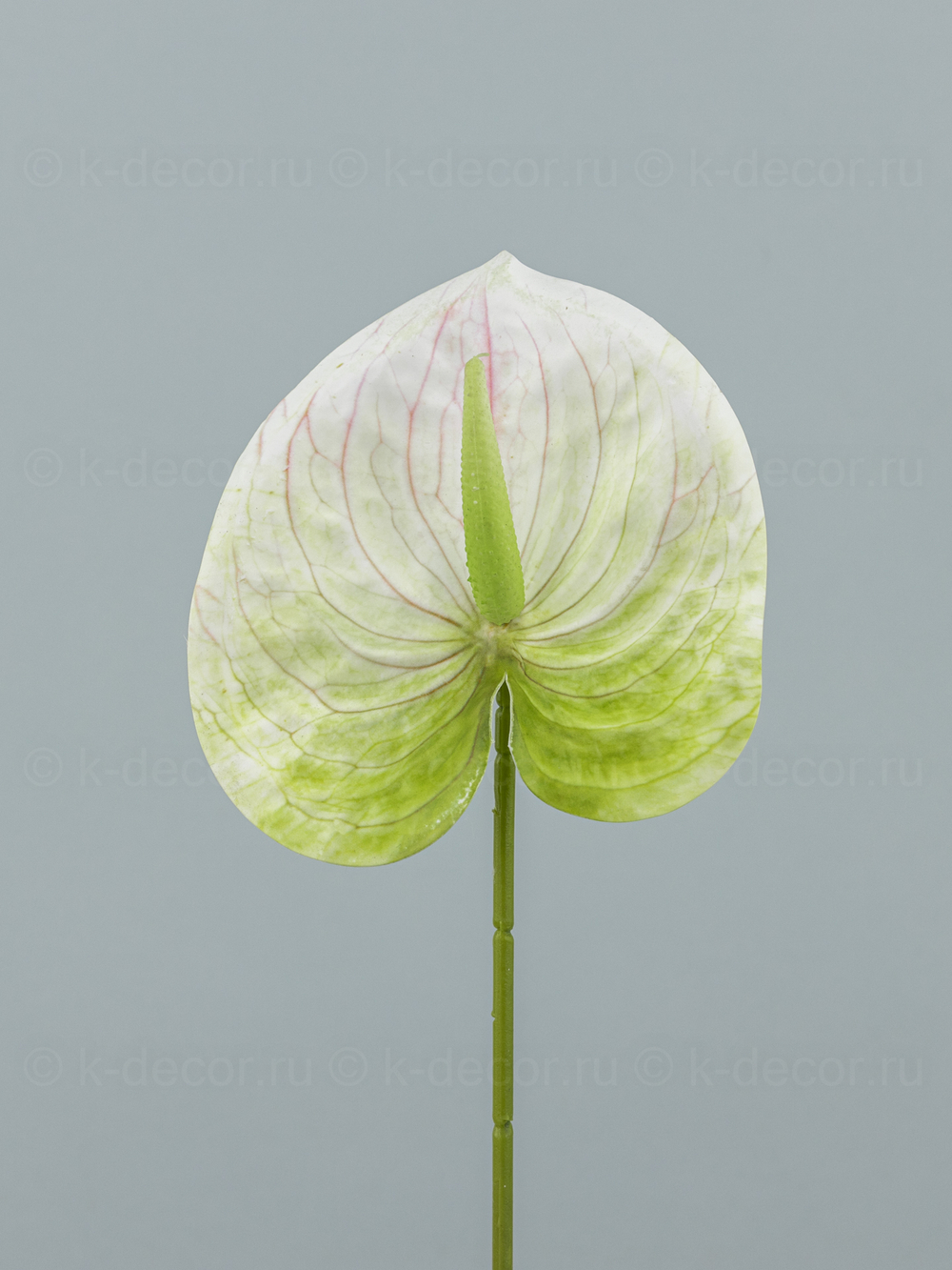 Антуриум Элайза Мини