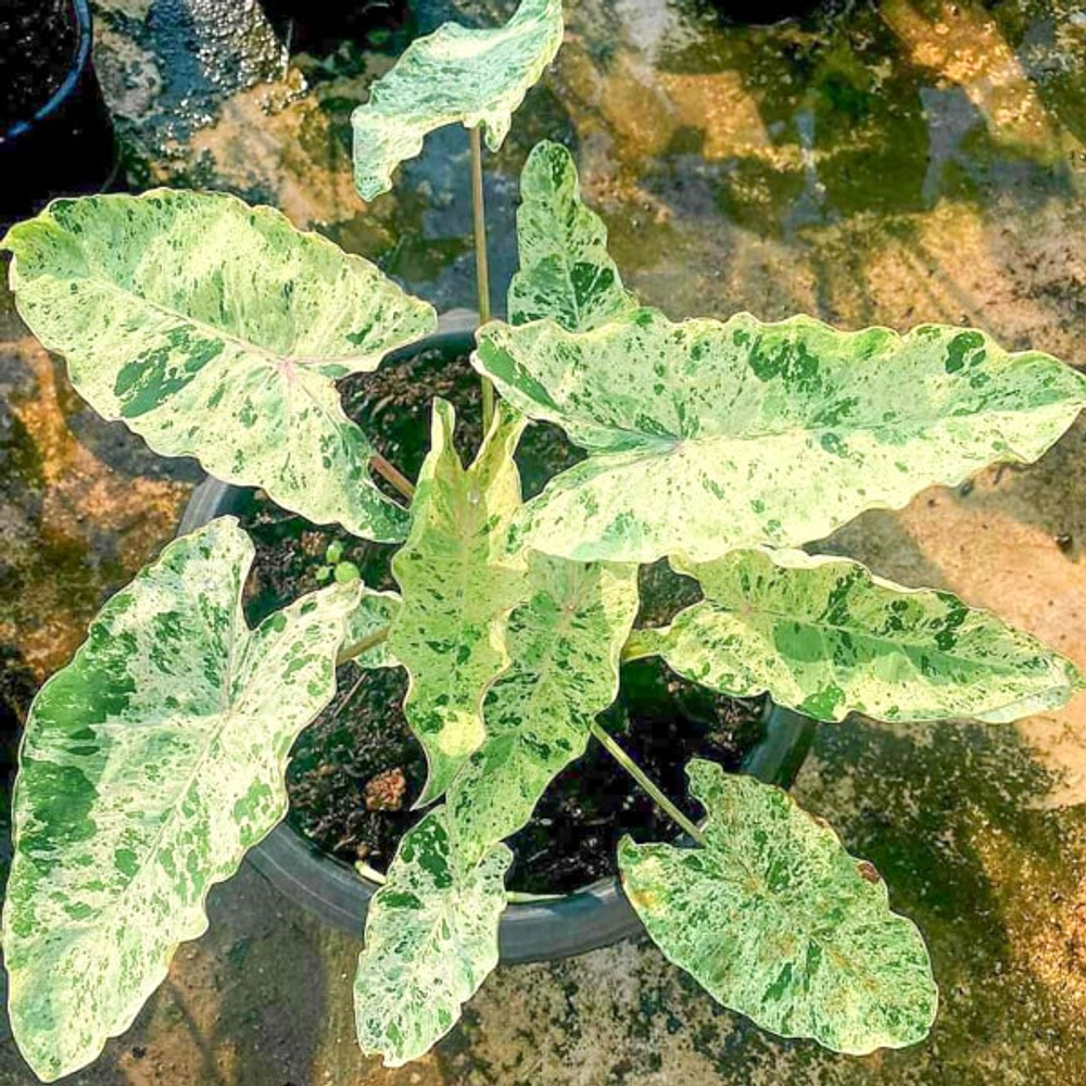 Колоказия PINK KINNAREE (M39)