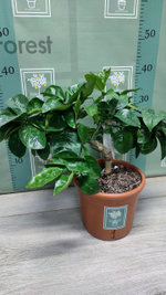 C. sinensis “Sanguinello moscato nucellare”