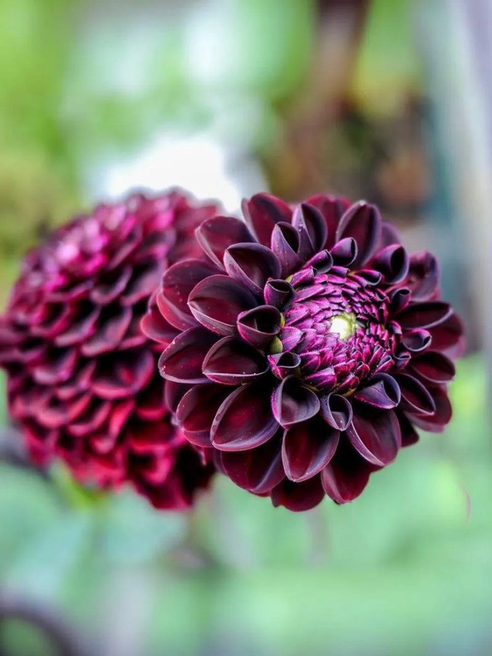 Георгин помпонный Дарк Спирит